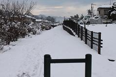 Snow Fence 4.JPG
